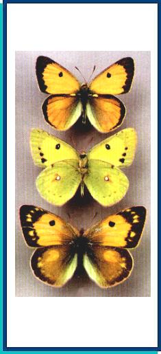 Colias fieldii 