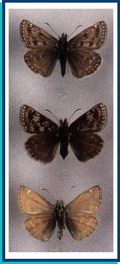  Erynnis tages (Linnaeus, 1758)  