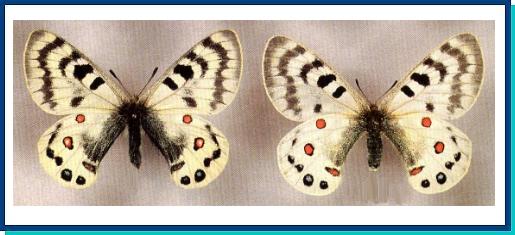 Parnassius maximinus