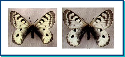 Parnassius  patricius