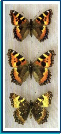  Aglais connexa (Butler, [1882]) 