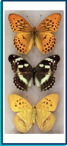  Argynnis sagana Doubleday, [1847] 