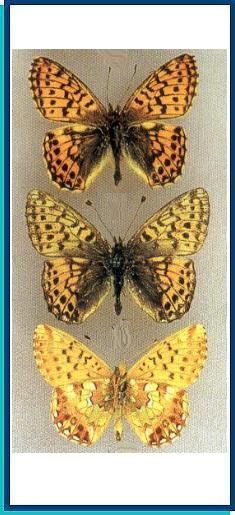  Boloria banghaasi Seitz, [1909] 