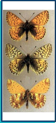  Boloria frigidalis Warren, 1944 