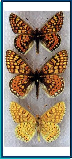  Euphydryas (aurinia) provincialis (Boisduval, 1828) 