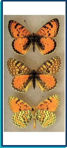  Melitaea ala Staudinger, 1881 