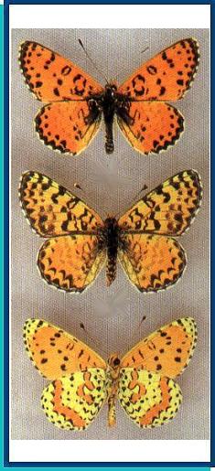  Melitaea (didyma) didyma (Esper, [1777]) 