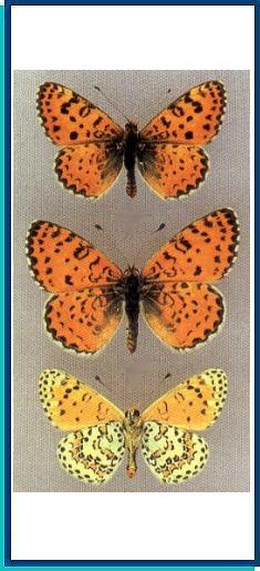  Melitaea trivia ([Denis et Schiffermuller], 1775) 