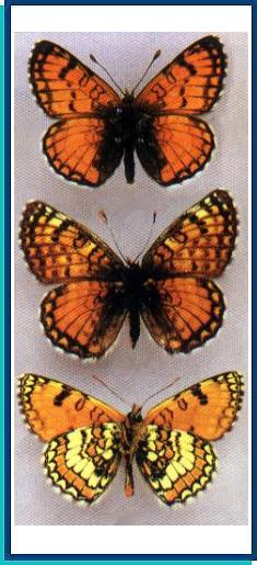  Melitaea turanica Erschoff, 1874 