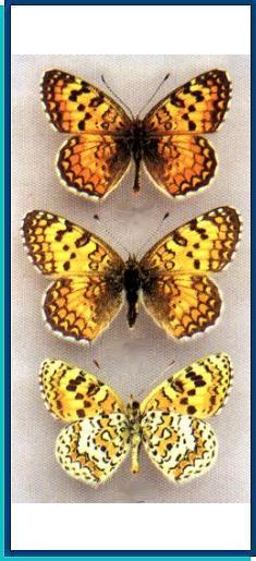  Melitaea turkmanica Higgins, 1940 