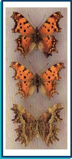  Polygonia egea (Cramer, [1775]) 