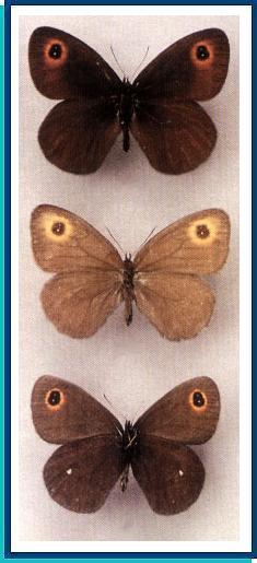     Erebia edda   Menetries, 1851   