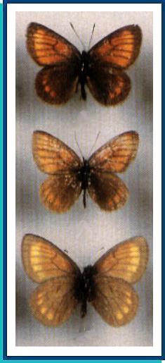     Erebia kindermanni   Staudinger, 1881   