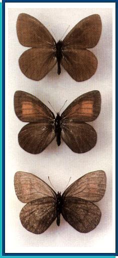     Erebia magdalena   Strecker, 1880   