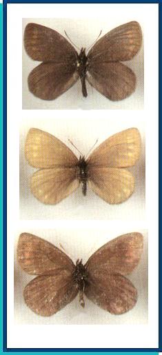   Erebia occulta   Roos et Kimmich, 1983     