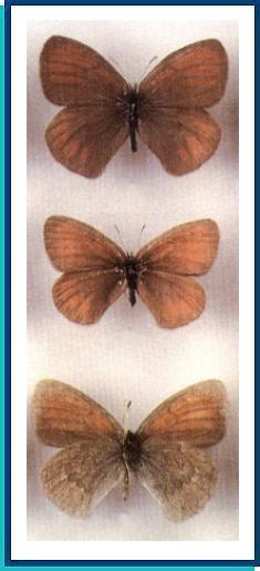   Erebia radians   Staudinger, 1886     