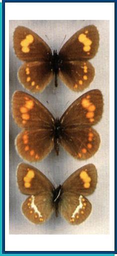   Erebia turanica   Erschoff, [1877]     