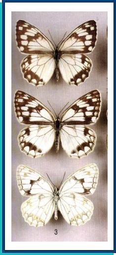   Melanargia halimede   (Menetries, 1859)     