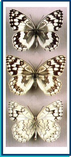    Melanargia larissa (Geyer, [1828])    